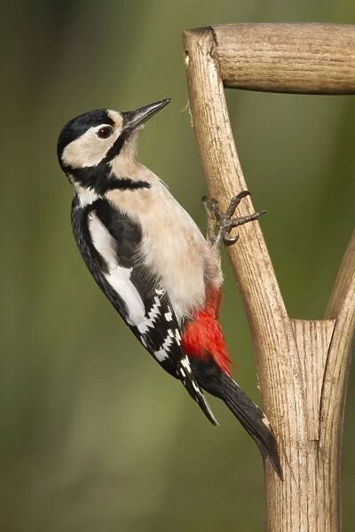 Great Spotted Woodpecker - on a garden fork