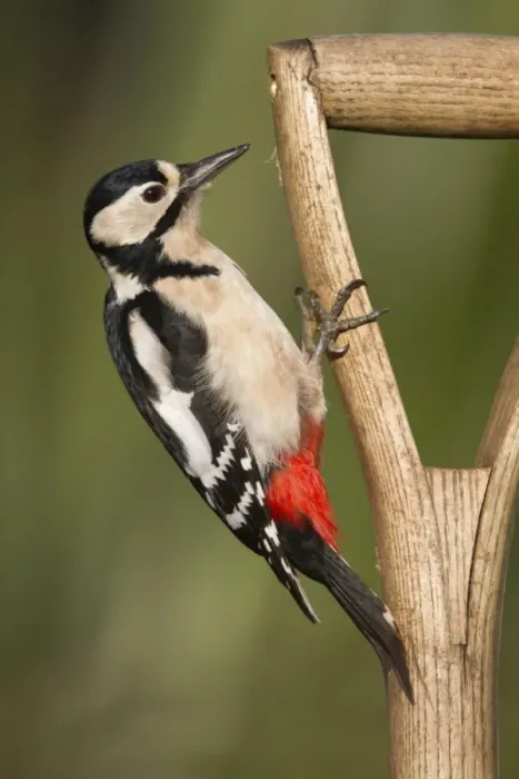 Framed Print : Great Spotted Woodpecker - on a garden fork Framed Print : Great Spotted Woodpecker - on a garden fork