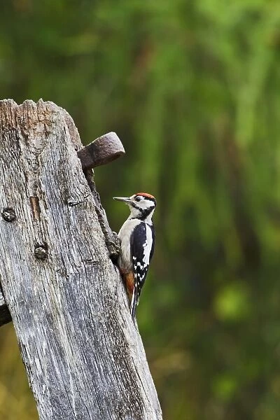 Great Spotted Woodpecker - on gate post - Bedfordshire UK 11833
