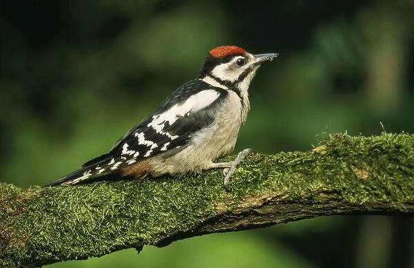 Great Spotted Woodpecker - juvenile