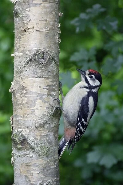 Great Spotted Woodpecker - juvenile on birch stem, Lower Saxony, Germany