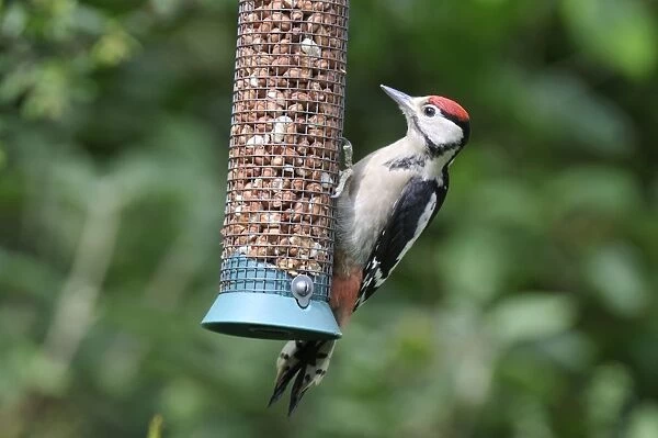 Great Spotted Woodpecker - juvenile at bird feeder