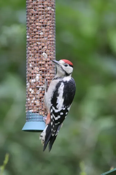 Framed Print : Great Spotted Woodpecker - juvenile at bird feeder Framed Print : Great Spotted Woodpecker - juvenile at bird feeder