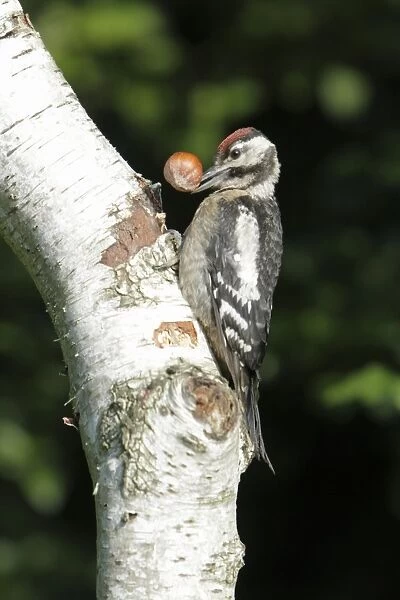 Great Spotted Woodpecker - juvenile bird with hazelnut - on birch tree stem - Lower Saxony - Germany