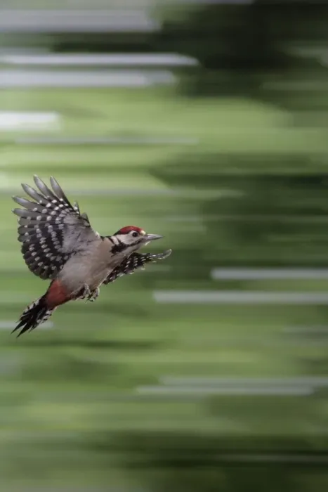 Framed Print : Great Spotted Woodpecker (juvenile) - in flight Framed Print : Great Spotted Woodpecker (juvenile) - in flight