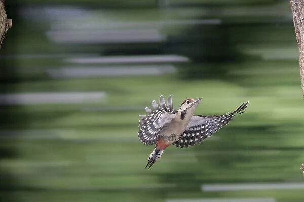 Great Spotted Woodpecker (juvenile) - in flight