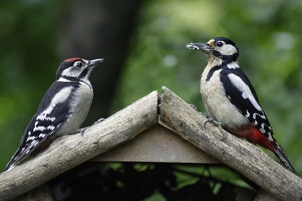 Great Spotted Woodpecker - juvenile with parent bird on bird-table, Lower Saxony, Germany
