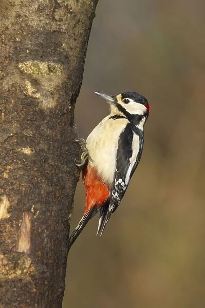 Great-Spotted Woodpecker Lea Valley Park, Essex, UK BI006931