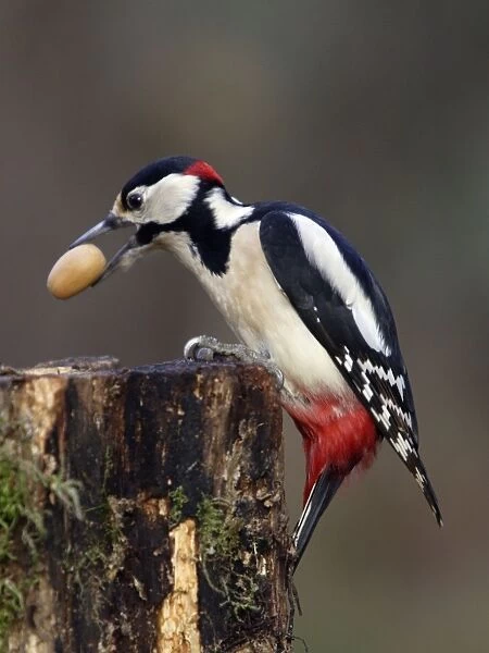 Great Spotted Woodpecker - Male with acorn in bill, winter. Lower Saxony, Germany