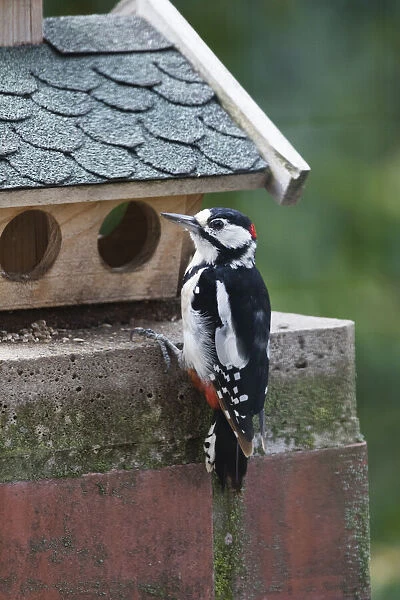 Great Spotted Woodpecker, male at bird table, Hessen, Germany Date: 29-Jul-19