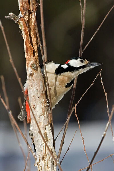 Great Spotted Woodpecker -male on a dead branch where it has been feeding - March - Finland