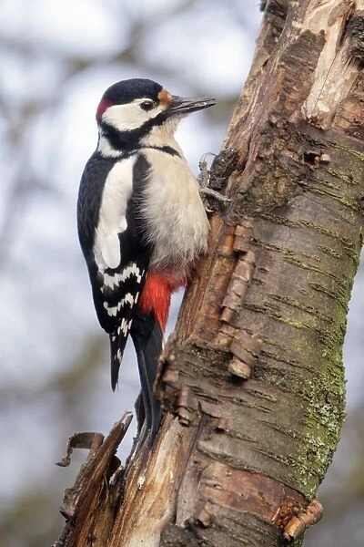 Great Spotted Woodpecker - male feeding on dead tree stem, Lower Saxony, Germany