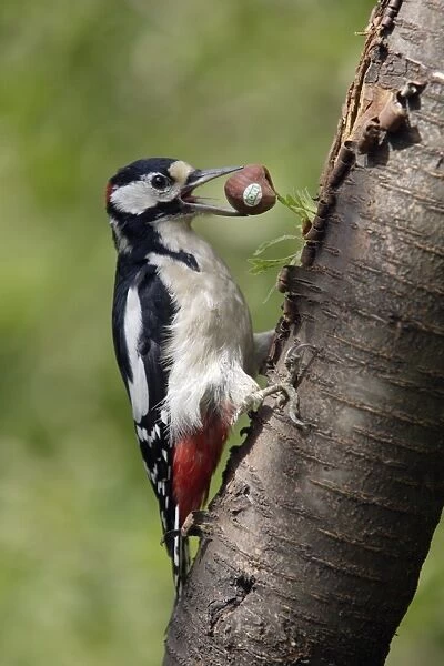 Great Spotted Woodpecker - male feeding on hazel nuts in garden Lower Saxony, Germany