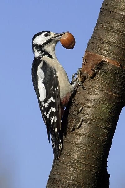 Great Spotted Woodpecker - Male feeding on hazel nuts in garden Lower Saxony, Germany