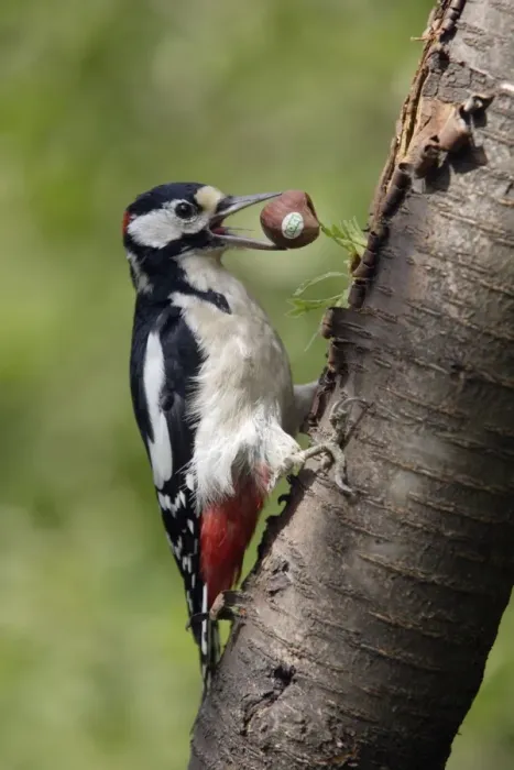 Framed Print : Great Spotted Woodpecker - male feeding on hazel nuts in garden Lower Saxony, Germany Framed Print : Great Spotted Woodpecker - male feeding on hazel nuts in garden Lower Saxony, Germany