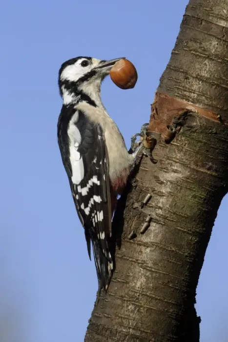 Framed Print : Great Spotted Woodpecker - Male feeding on hazel nuts in garden Lower Saxony, Germany Framed Print : Great Spotted Woodpecker - Male feeding on hazel nuts in garden Lower Saxony, Germany