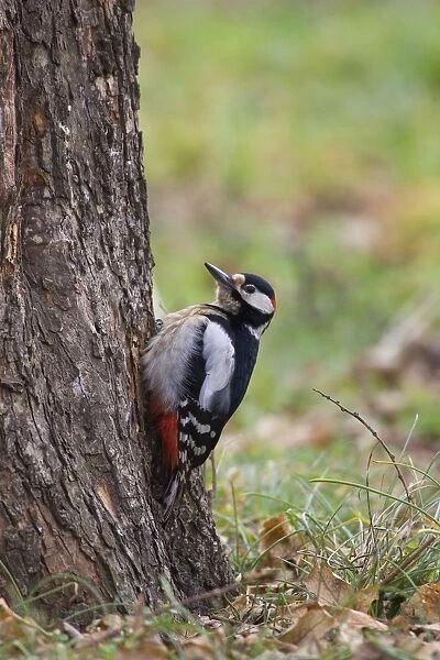 Great Spotted Woodpecker - male feeding low down on tree in Autumn - Bulgaria