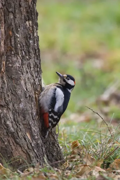 Framed Print : Great Spotted Woodpecker - male feeding low down on tree in Autumn - Bulgaria Framed Print : Great Spotted Woodpecker - male feeding low down on tree in Autumn - Bulgaria