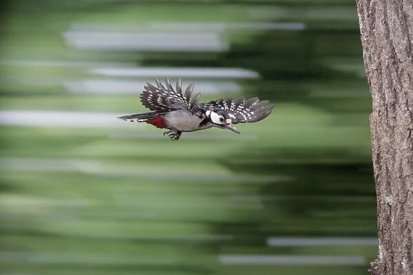 Great Spotted Woodpecker (male) - in flight