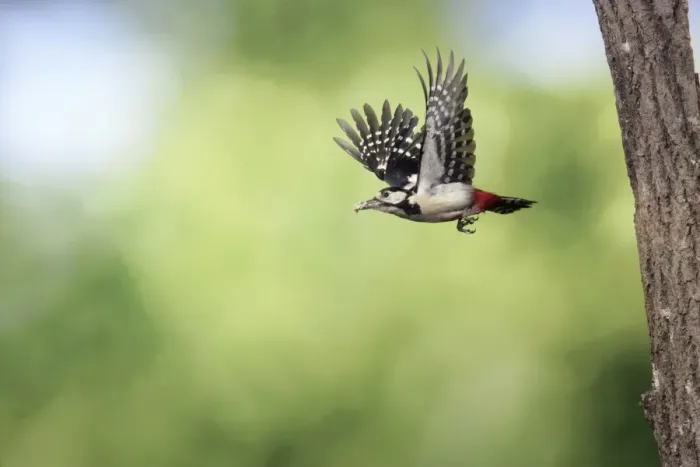 Framed Print : Great Spotted Woodpecker (male) - in flight with food in beak Framed Print : Great Spotted Woodpecker (male) - in flight with food in beak