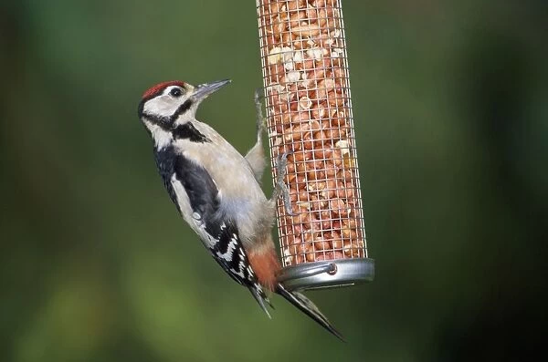 Great Spotted Woodpecker - male on nut bird feeder