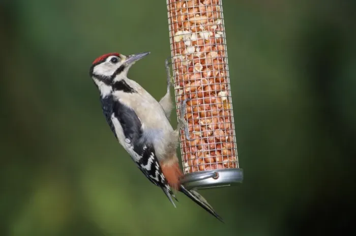 Framed Print : Great Spotted Woodpecker - male on nut bird feeder Framed Print : Great Spotted Woodpecker - male on nut bird feeder