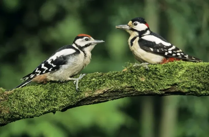 Framed Print : Great Spotted Woodpecker - male with offspring Framed Print : Great Spotted Woodpecker - male with offspring