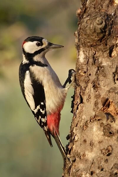 Great Spotted Woodpecker - Male searching for food in garden. Lower Saxony, Germany