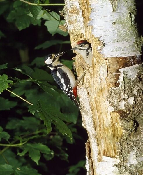 Great Spotted Woodpecker - at nest entrance feeding young