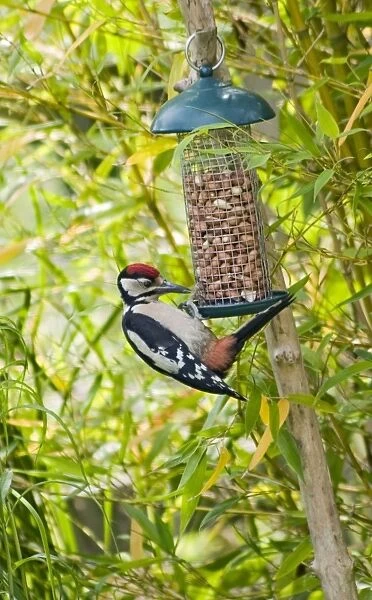 Great-Spotted Woodpecker - on nutfeeder. Oxfrodshire, UK