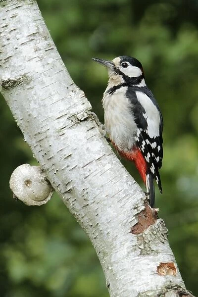 Great Spotted Woodpecker - perched on birch tree stem - Lower Saxony - Germany