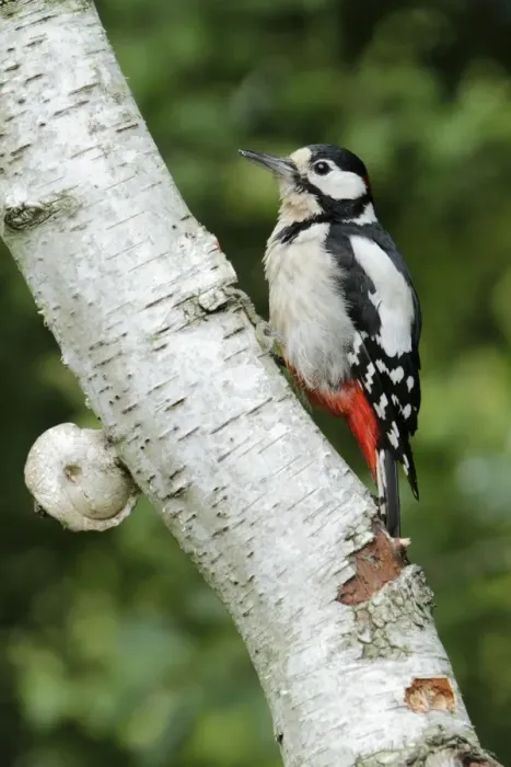 Framed Print : Great Spotted Woodpecker - perched on birch tree stem - Lower Saxony - Germany Framed Print : Great Spotted Woodpecker - perched on birch tree stem - Lower Saxony - Germany