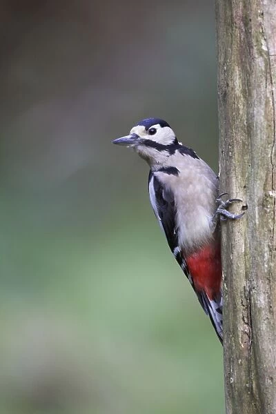 Great Spotted Woodpecker Perched on dead tree stump Cleveland, England, UK
