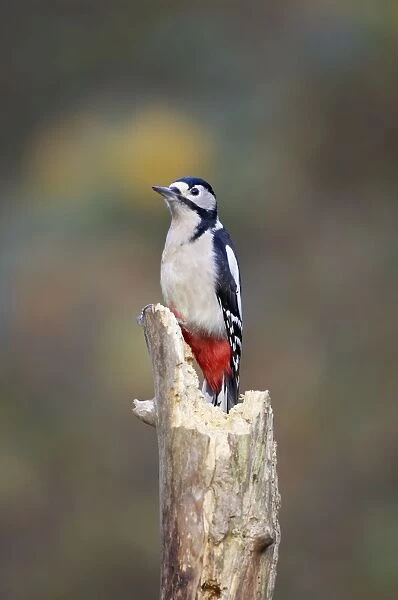 Great Spotted Woodpecker Perched on deadwood stump. Showing saturated red vent Cleveland, England, UK