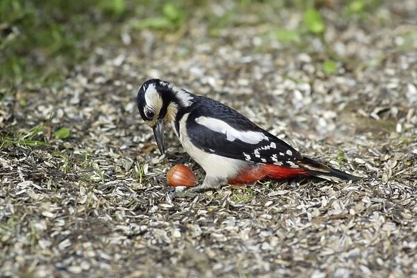 Great Spotted Woodpecker - picking up hasel nut from ground, Lower Saxony, Germany