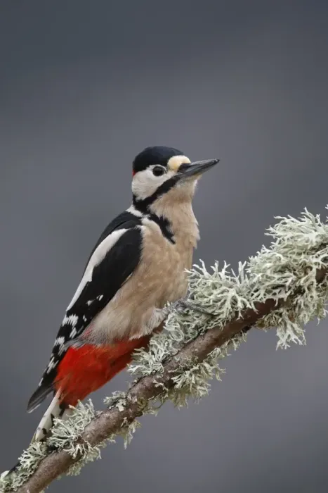 Framed Print : Great Spotted Woodpecker. Scotland