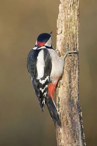 Great Spotted Woodpecker Showing red nape patch of adult male woodpecker. Cleveland, UK
