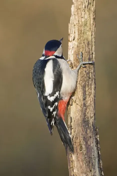 Framed Print : Great Spotted Woodpecker Showing red nape patch of adult male woodpecker. Cleveland, UK Framed Print : Great Spotted Woodpecker Showing red nape patch of adult male woodpecker. Cleveland, UK