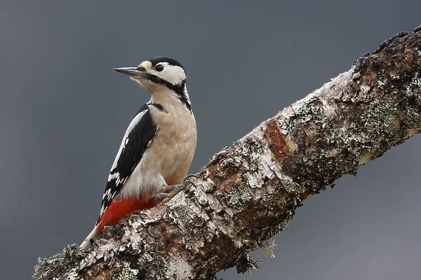 Great Spotted Woodpecker - on silver birch tree trunk. Scotland
