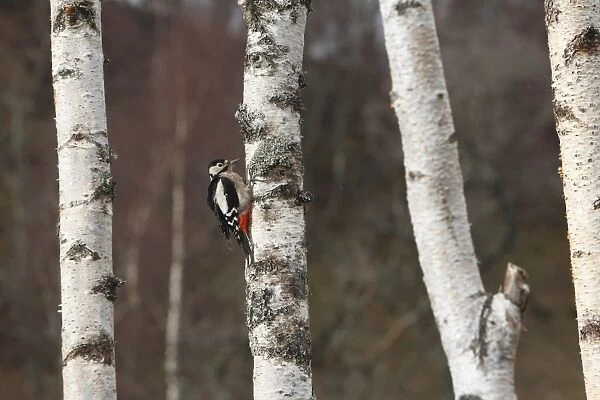 Great Spotted Woodpecker - on silver birch tree trunk. Scotland