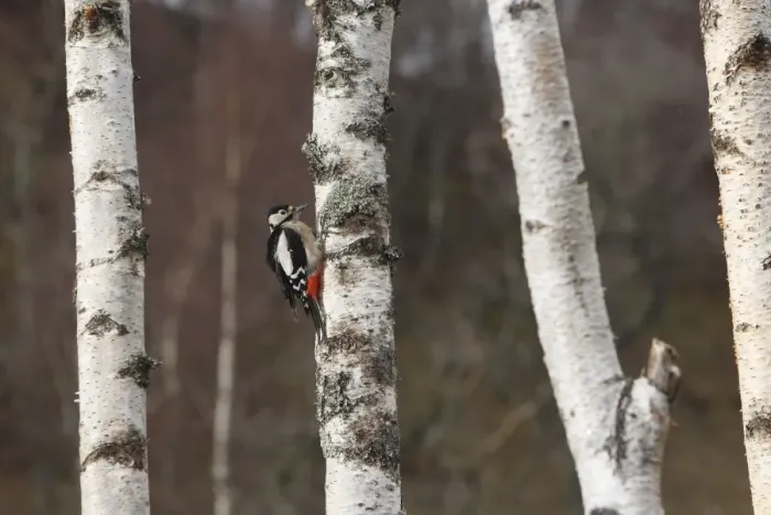 Framed Print : Great Spotted Woodpecker - on silver birch tree trunk. Scotland Framed Print : Great Spotted Woodpecker - on silver birch tree trunk. Scotland