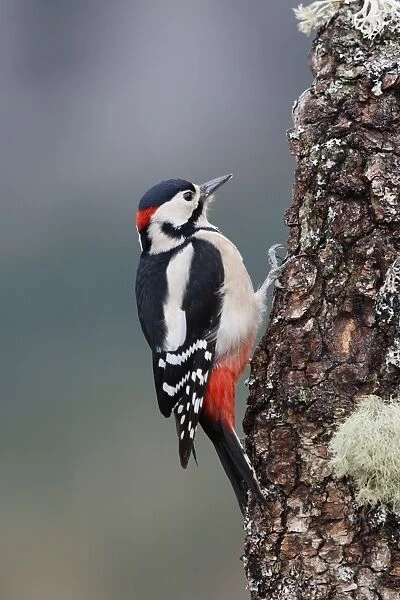 Great Spotted Woodpecker - on tree trunk. Scotland
