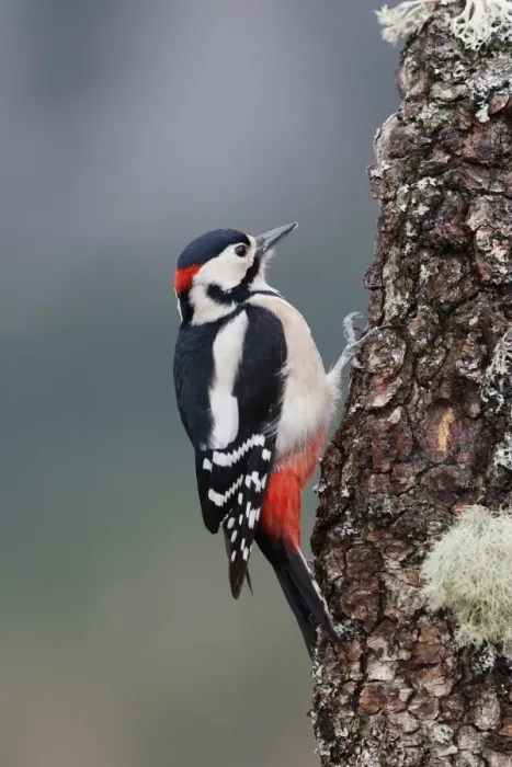 Framed Print : Great Spotted Woodpecker - on tree trunk. Scotland