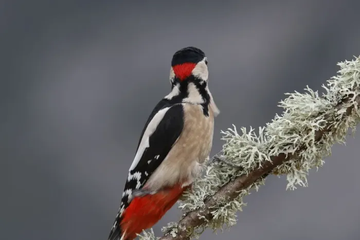 Framed Print : Great Spotted Woodpecker - on tree trunk showing back of head. Scotland Framed Print : Great Spotted Woodpecker - on tree trunk showing back of head. Scotland