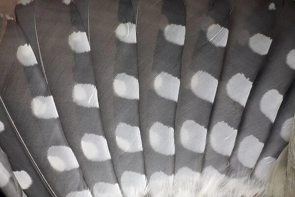 Great Spotted Woodpecker - wing feathers, Lower Saxony, Germany