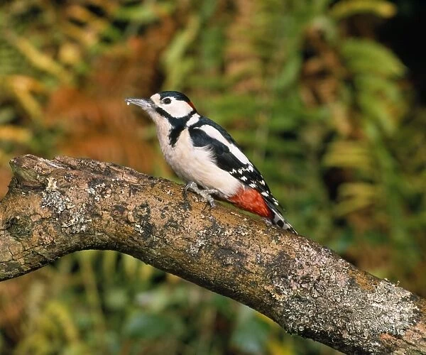 Great Spotted Woodpecker - in woodland - west sussex UK