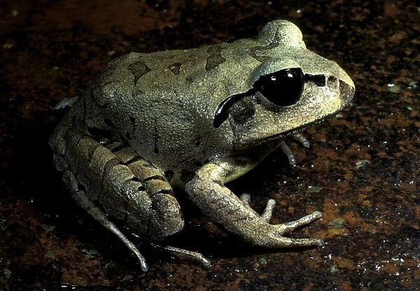 Great  /  Striped great barred frog. Female uses foot to flick eggs onto bank, away from water predators