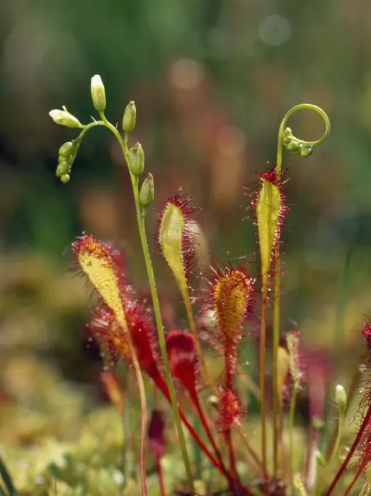 Framed Print : Great Sundew - in bog New Forest, UK Framed Print : Great Sundew - in bog New Forest, UK