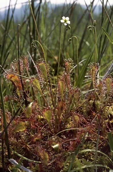 Great Sundew - New Forest - UK