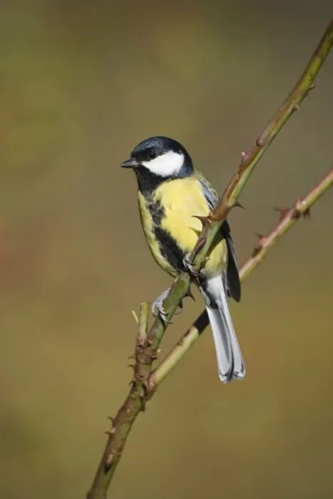 Framed Print : Great Tit Adult Male, identified by wide black belly patch. Cleveland, UK Framed Print : Great Tit Adult Male, identified by wide black belly patch. Cleveland, UK